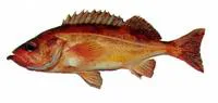 Redstripe rockfish (Sebastes proriger)
