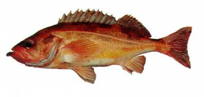 Redstripe rockfish (Sebastes proriger)