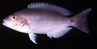 Redstripe tuskfish (Choerodon vitta)