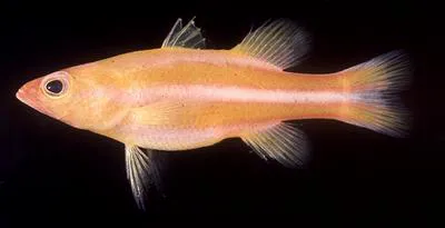 Redstriped basslet (Liopropoma tonstrinum)