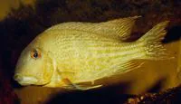 Redstriped eartheater (Geophagus surinamensis)