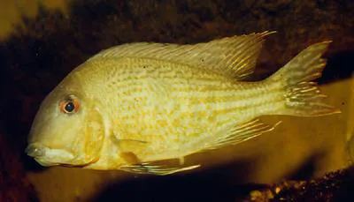Redstriped eartheater (Geophagus surinamensis)
