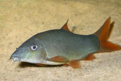 Redtail botia / Blue botia (Yasuhikotakia modesta)