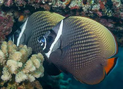Redtail butterflyfish (Chaetodon collare)