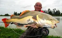 Redtail catfish (Phractocephalus hemioliopterus)