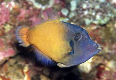 Redtail filefish (Pervagor melanocephalus)