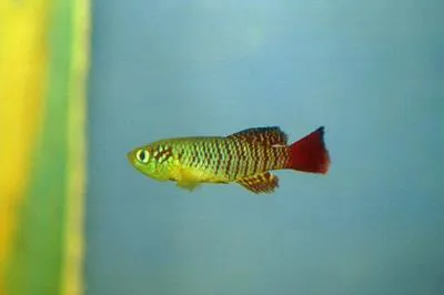 Redtail notho (Nothobranchius guentheri)