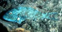 Redtail parrotfish (Sparisoma chrysopterum)