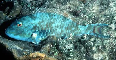 Redtail parrotfish (Sparisoma chrysopterum)