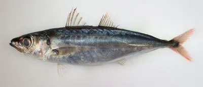 Redtail scad (Decapterus kurroides)