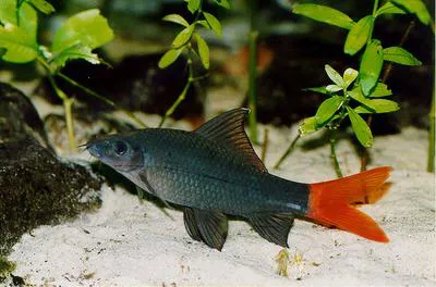 Redtail sharkminnow (Epalzeorhynchos bicolor)