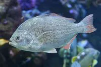Redtail surfperch (Amphistichus rhodoterus)