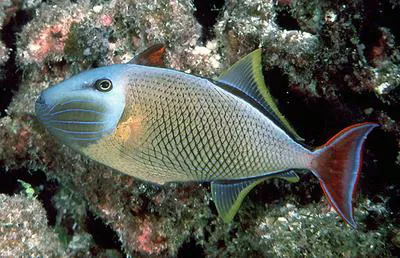 Redtail triggerfish (Xanthichthys mento)