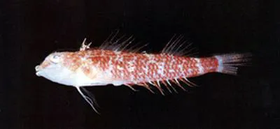 Redtail triplefin (Enneapterygius rubicauda)