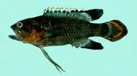 Redtip longfin (Plesiops verecundus)