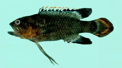 Redtip longfin (Plesiops verecundus)