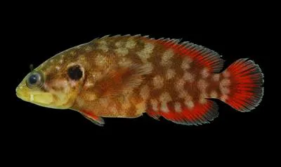 Reef bass (Pseudogramma gregoryi)