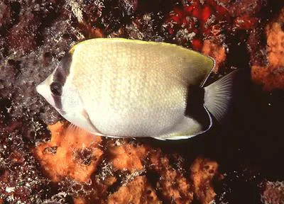 Reef butterflyfish (Chaetodon sedentarius)