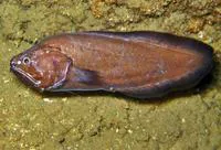 Reef-cave brotula (Grammonus claudei)