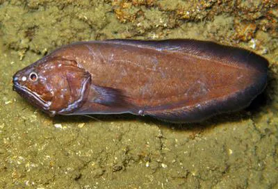Reef-cave brotula (Grammonus claudei)