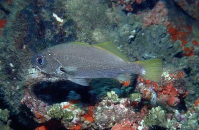 Reef croaker (Odontoscion dentex)