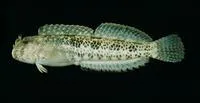 Reef margin blenny (Entomacrodus striatus)
