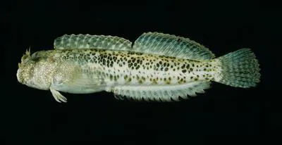 Reef margin blenny (Entomacrodus striatus)