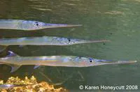 Reef needlefish (Strongylura incisa)