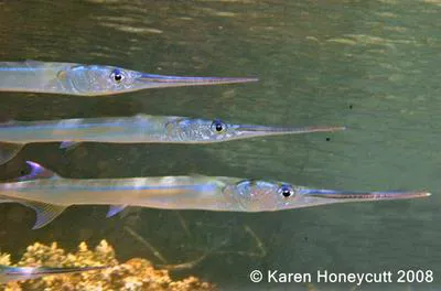 Reef needlefish (Strongylura incisa)