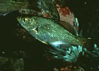 Reef perch (Micrometrus aurora)