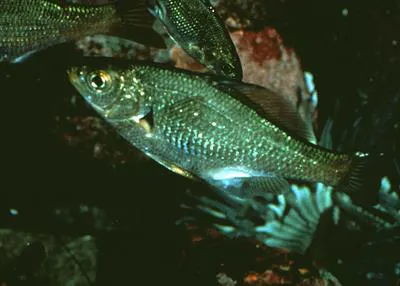 Reef perch (Micrometrus aurora)