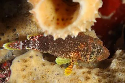 Reef scorpionfish (Scorpaenodes caribbaeus)