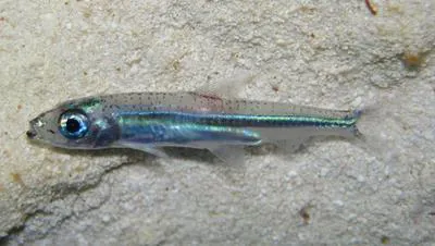 Reef silverside (Hypoatherina harringtonensis)