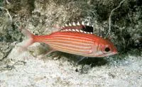 Reef squirrelfish (Sargocentron coruscum)