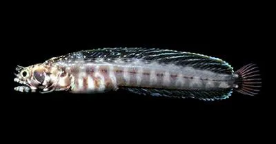 Reefsand blenny (Ekemblemaria myersi)