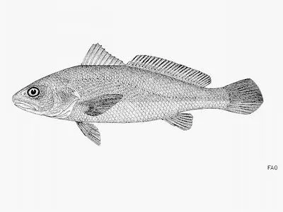 Reeve's croaker (Chrysochir aureus)