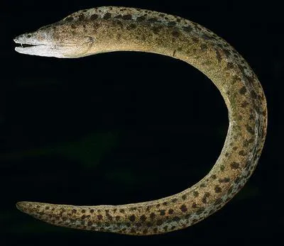 Reeve's moray (Gymnothorax reevesii)