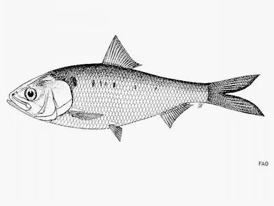 Reeves shad (Tenualosa reevesii)