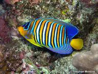 Regal angelfish (Pygoplites diacanthus)