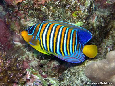 Regal angelfish (Pygoplites diacanthus)