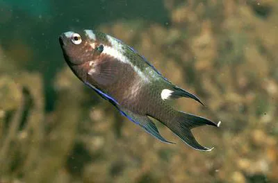 Regal demoiselle (Neopomacentrus cyanomos)