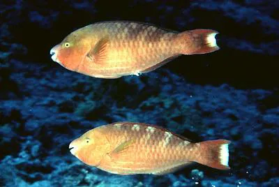 Regal parrot (Scarus dubius)