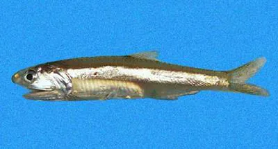 Regan's anchovy (Anchoa argentivittata)
