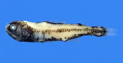 Regan's lanternfish (Diaphus regani)