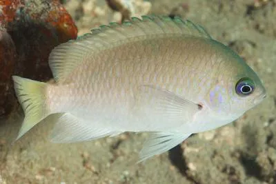 Reid's damsel (Pomacentrus reidi)