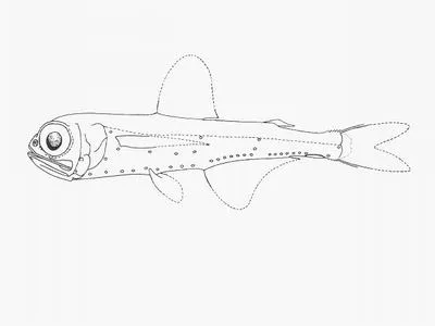 Reinhardt's lantern fish (Hygophum reinhardtii)