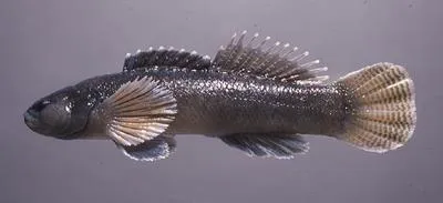 Relict darter (Etheostoma chienense)