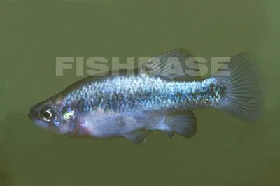 Relict splitfin (Xenoophorus captivus)