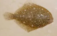 Remo flounder (Oncopterus darwinii)