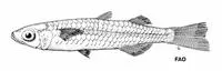 Rendahl's hardyhead (Craterocephalus capreoli)